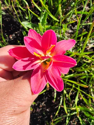 Rain Lily Cherbelle