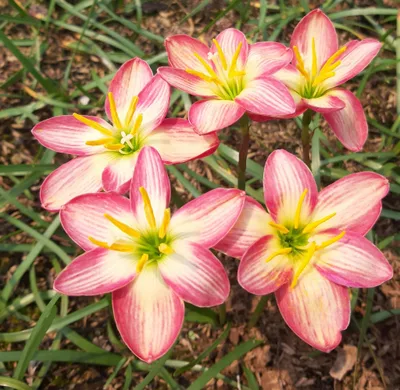 Rain Lily Phanarai, pannarai — thumbnail 5