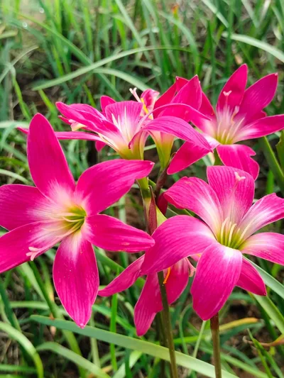 Rain Lily Aris