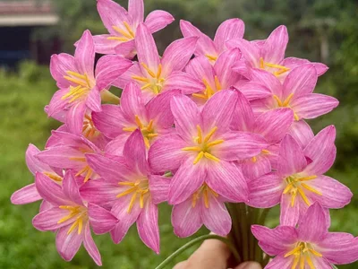 Rain Lily Pretty Papillon