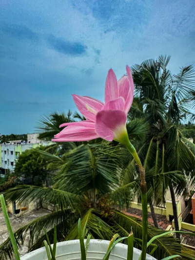 Rain Lily Parona