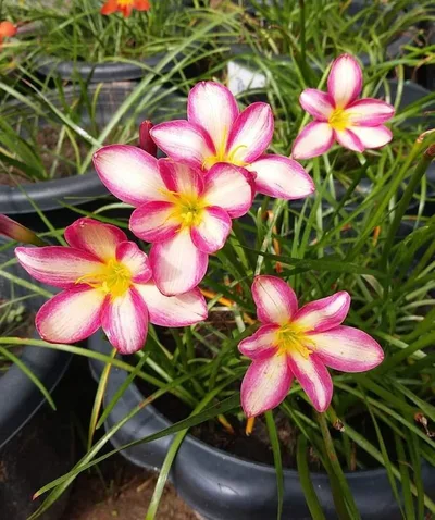 Rain Lily Rose luck