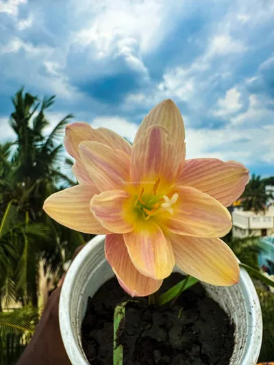 Rain Lily Langdao