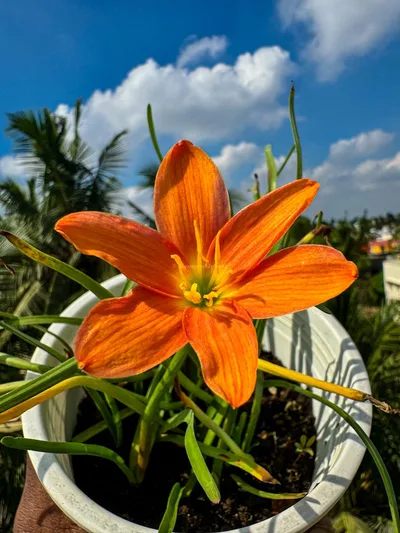 Rain Lily Orange Fire