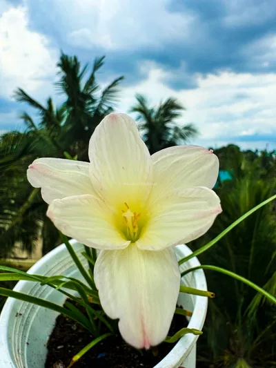 Rain Lily Zowie Star Dust