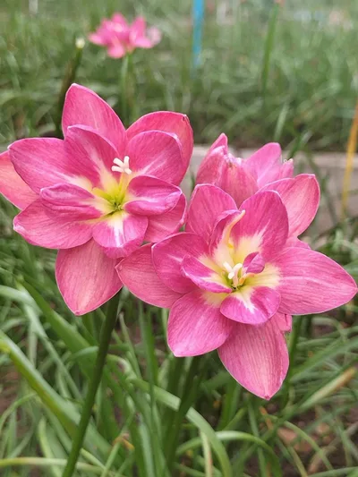 Rain Lily Rungsila