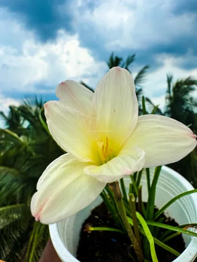 Rain Lily Zowie Star Dust