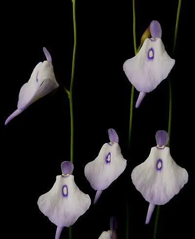 Utricularia Pubescens