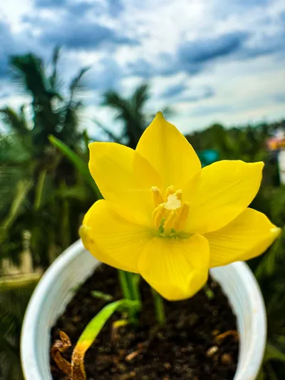 Rain Lily Jonesi