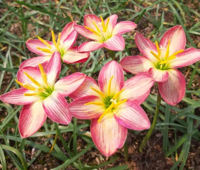 Rain Lily Phanarai, pannarai — thumbnail 3