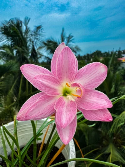 Rain Lily Parona