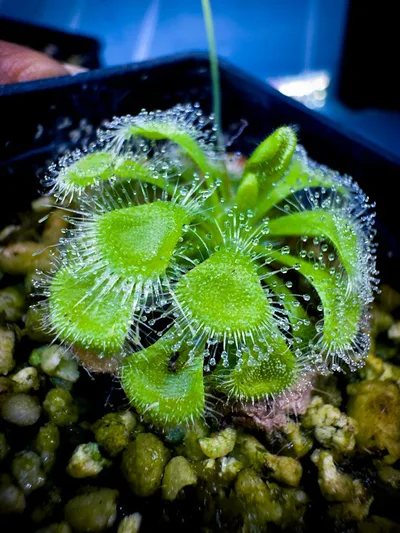 Drosera Burmani Humpty Doo