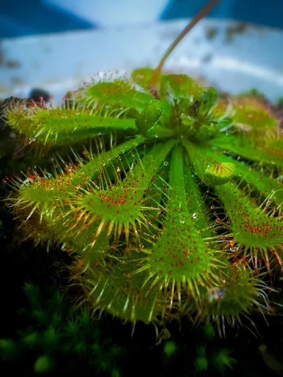 Drosera Tokaiensis — photo 3