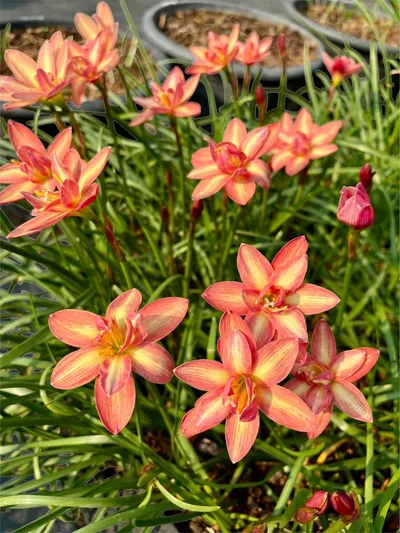 Rain Lily Golden Tresses