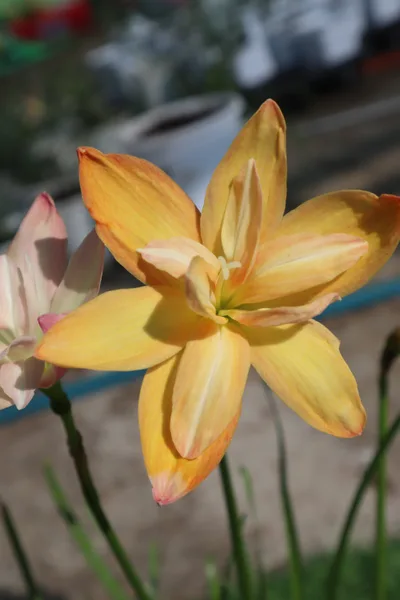 Rain Lily Yanti chandra — thumbnail 4