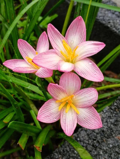 Rain Lily Darunee