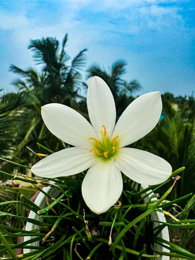 Rain Lily Candida — thumbnail 4