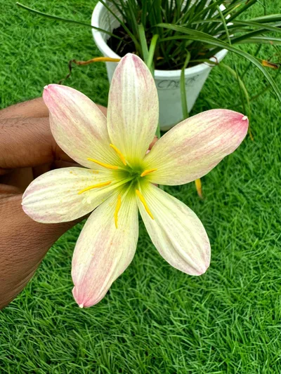 Rain Lily Connoisseur 30
