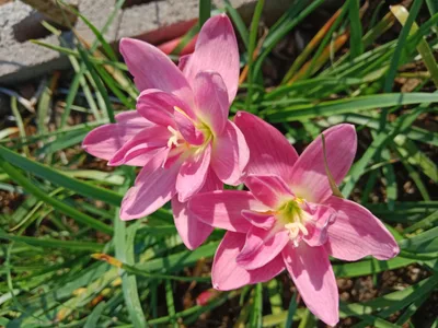 Rain Lily SH Sweet Rainy