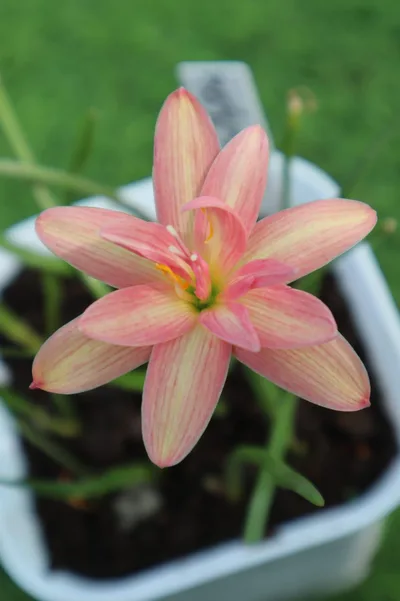 Rain Lily Beauty Mystic