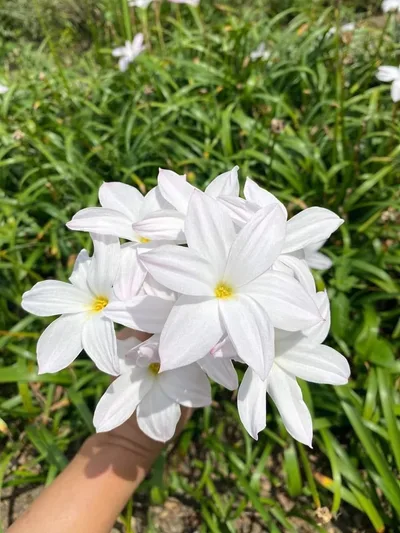 Rain Lily Fragrance