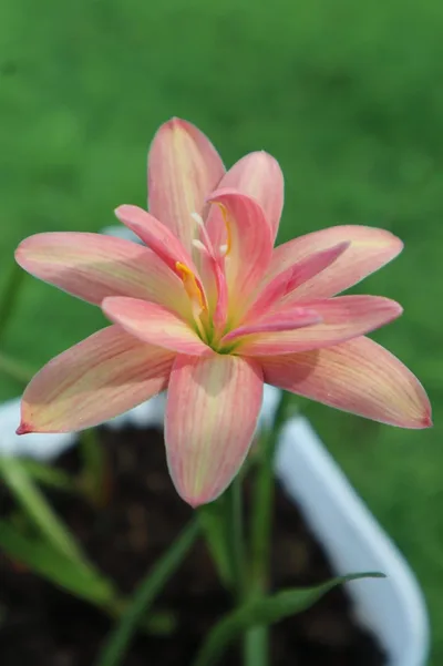 Rain Lily Beauty Mystic