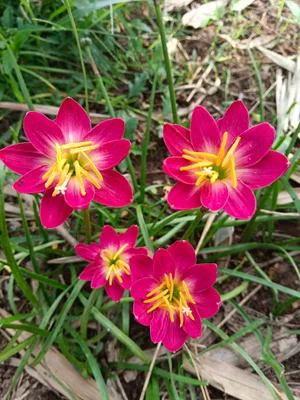 Rain Lily Love February — thumbnail 7