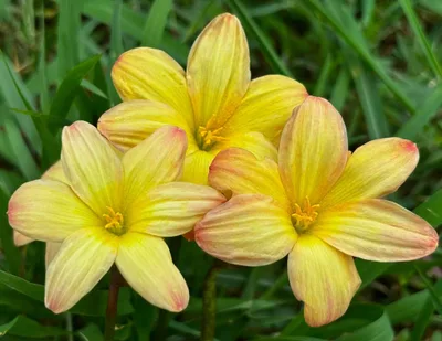 Rain Lily Noble Gold, Nobel — thumbnail 4