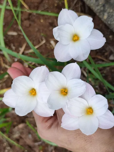 Rain Lily Redneck