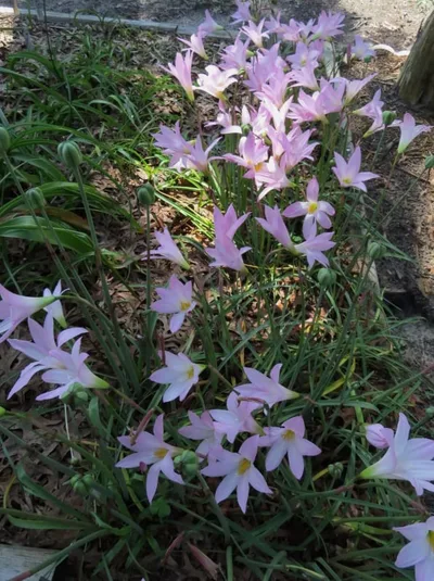 Rain Lily Habranthus Robustus Russell