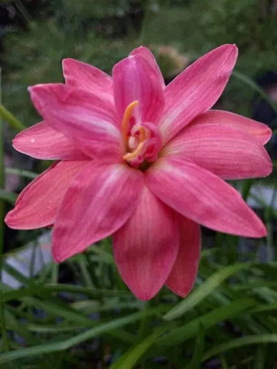 Rain Lily Viora