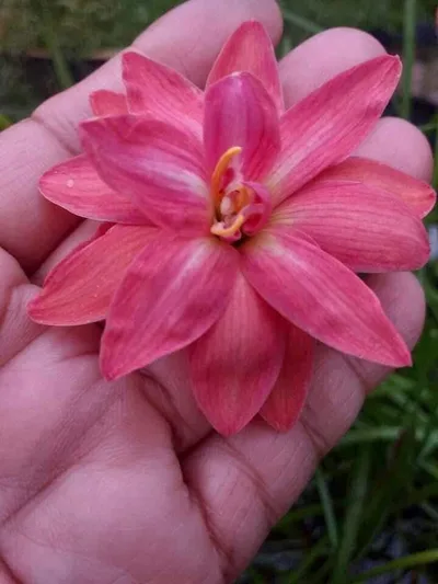 Rain Lily Viora