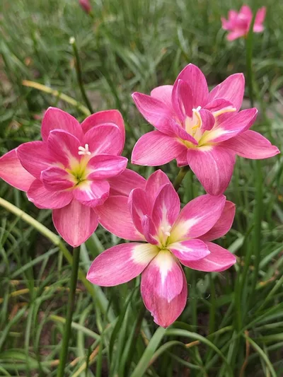 Karwa Pink Promise — thumbnail 1