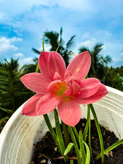 Onam Pookalam Rain Lily Collection