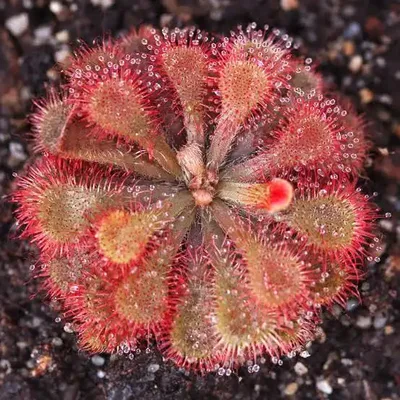 Drosera Natalensis — thumbnail 1