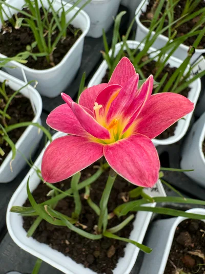 Rain Lily Lotus seed