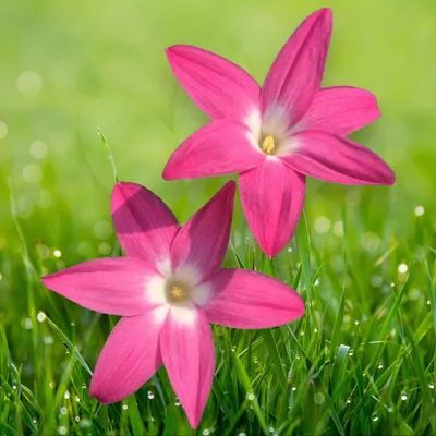 Rain Lily Lucky 7
