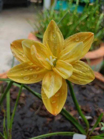 Rain Lily neutong ,neotong , Neuthong — thumbnail 4