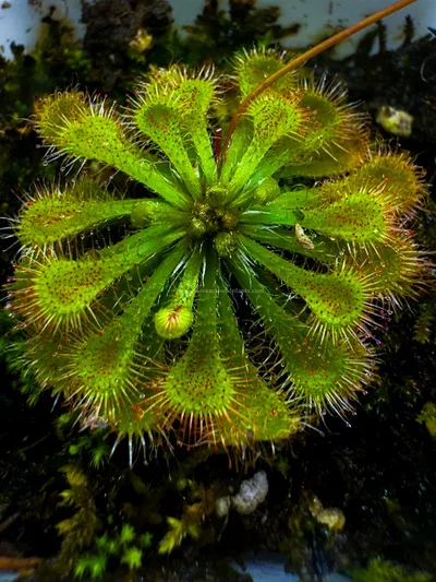 Drosera Tokaiensis — thumbnail 4