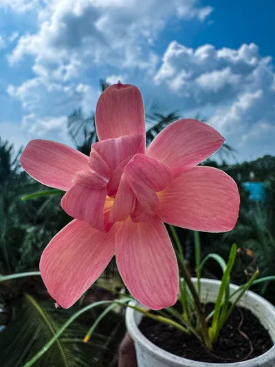 Rain Lily Princess of Charlotte — thumbnail 5