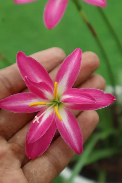 Rain Lily Double Fuschia — thumbnail 2
