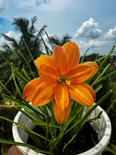 Rain Lily Orange Spy — thumbnail 5