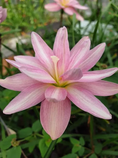 Rain Lily Praewpillai