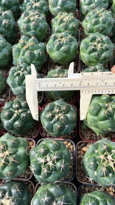 Cactus Coryphantha