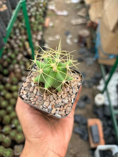 Crimson Crest Cactus Combo