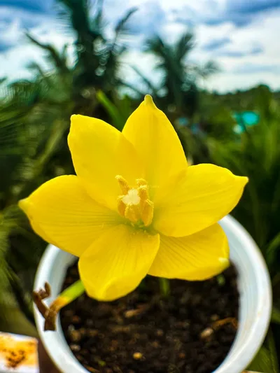 Sunshower Lily Medley