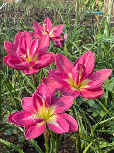 Rain Lily Rungsila