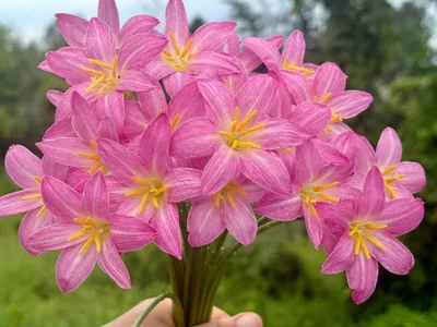 Rain Lily Pretty Papillon