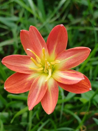 Rain Lily Songkaria — thumbnail 4