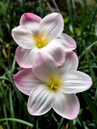 Rain Lily Ume no Hana — thumbnail 3